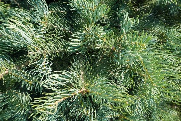 Reliable Tree Trimming Cedar Park Services for Every Season